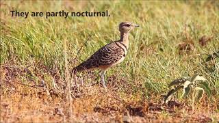 The Doublebanded Courser [upl. by Elana868]