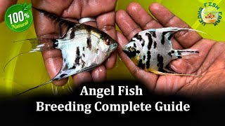 Angel fish breeding complete Guide  Angel fish gender Identification [upl. by Naryt]