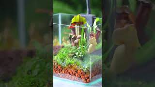 Carnivorous plant moss terrarium idea sharing moss carnivorous carnivorousplants [upl. by Traver732]