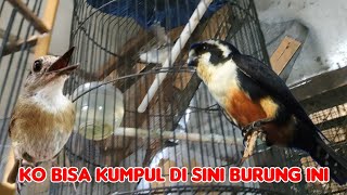 KO BISA KUMPUL DI SINI BURUNG INI [upl. by Taro]