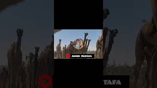 FAMOUS Camel videocamel walking on Road 🛣️ Camel of Tharparkar animals Group of Camel Funny storie [upl. by Adnoved750]