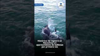 Histórico Se registró en Necochea un apareamiento de ballenas por primera vez [upl. by Beisel]