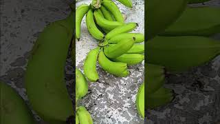 Ito na ang nakuha na saging ng aking ina buhay probinsya [upl. by Hsima]