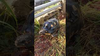 redfoot tortoise puertorico reptiles relaxing Red Foot Ranch PR❤️🐢 [upl. by Pals651]