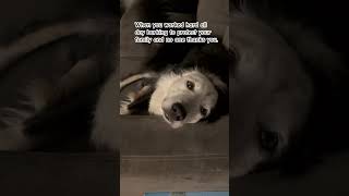 Border Collie protected us dog bordercollie barking loyalty protection love pets tired [upl. by Schnur]