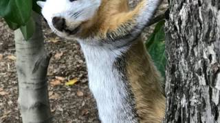 Piebald Fox Squirrel Leucism Albino Fur [upl. by Helms]