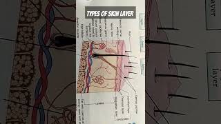 Skin layers part1biologyskincareskinlaseranatomysimplifiedepidermisbiologymadeeasyviralshort [upl. by Linnea256]