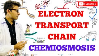 Electron Transport Chain  Chemiosmosis [upl. by Bathsheeb]