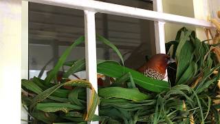 Scaly Breasted Munia Building Nest [upl. by Fabozzi]