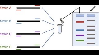 Multiplex PCR and RT PCR [upl. by Akined]