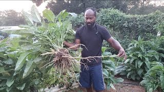 Things to Do to Grow Callaloo Successfully [upl. by Geanine]