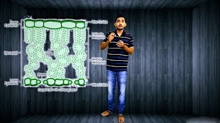 Parenchyma in plants [upl. by Pinckney]