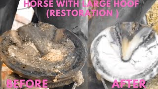 Shire Horse Complete restoration Shire Horse Restoration Compilation shirehorse huge massivehoof [upl. by Pubilis]