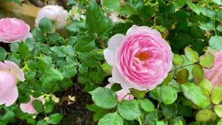 Scepter’s Isle Rose 1st Bloom rose davidaustinroses [upl. by Melliw]