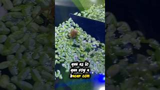 Encontré ARAÑA🕷️ en pecera de GAMBAS ¿Sobrevivíra🫠🕷️🦐 guppy aquarium snail fish peces pez [upl. by Yllod]