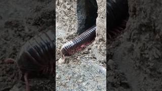 Saru 😆😆 millipede kaki seribu telanjang ra katokan 🤣🤣 1000kaki shortvideo [upl. by Eiznikam552]