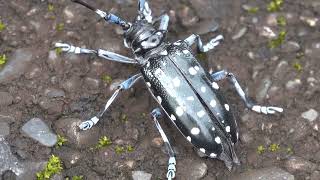 20240427  關渡防潮堤  白斑星天牛Anoplophora macularia 大爆發；淡水河春季同步鳥類調查 [upl. by Rico]