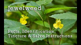 Jewelweed Identification and Facts Salve and Tincture Recipe and Instructions Spotted Touch Me Not [upl. by Enyawd]