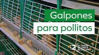 Galpones para pollitos Jaulas para cría recría de pollitas La avicultura automática moderna 🐤🐤🐤 [upl. by Mann]