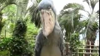 Shoebill Stork sounds like a Predator [upl. by Magan]