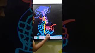 Endocrine Glands The Pituitary Gland 12th biology neet biologyclass12 glands [upl. by Richel]