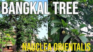 Bangkal Tree Nauclea orientalis Philippine Native Trees [upl. by Alisia]