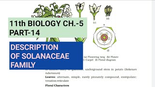 Class 11 BiologyCh5 Part14Description of Solanaceae familyStudy with Farru [upl. by Targett]