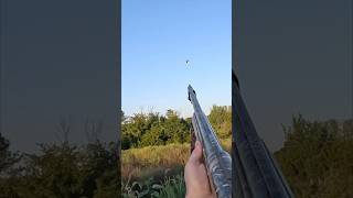 Cracked em The Sunflowers are bringing them in closehunting dovehunting short [upl. by Eire]