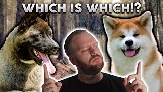 AMERICAN AKITA or JAPANESE AKITA Whats The Difference [upl. by Odlabso219]