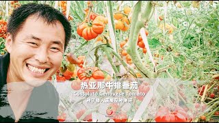 Costoluto Genovesa Tomato Review [upl. by Chien]