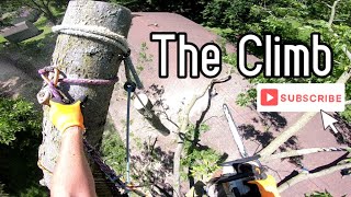 Climbing Dangerous Uprooted Tree  Tree Work amp Storms pt 2 [upl. by Lebazi]