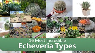 16 Most Incredible Echeveria Types [upl. by Nolan]