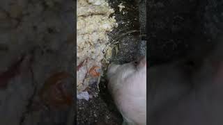 what does pig eat in Taiwan pig is eating slop [upl. by Oflunra]