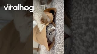 Cat Hides While Sibling Paws At Packaging  ViralHog [upl. by Machutte]