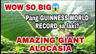 BADJANG GIANT ALOCASIAELEPHANT EAR badjang indoorplants alocasia amazingplants trendingplants [upl. by Fast]