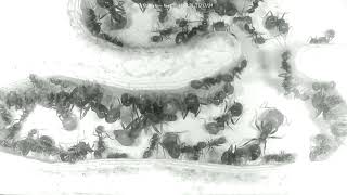 🐜 Nest Day 1486 1 Messor Barbarus Ant Farm Video Diary [upl. by Erasaec]