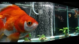 Goldfish Aquarium October 2010 [upl. by Aivatnahs]