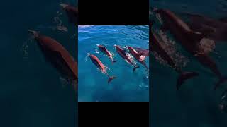 Don’t miss this epic Na Pali Coast boat tour 🐬🏞️ travel travelguide animals wildlife hawaii [upl. by Roxy]