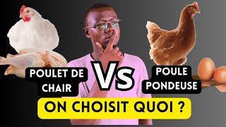 Poulets de Chairs Ou Poules Pondeuses  Quoi choisir [upl. by Akinehc]