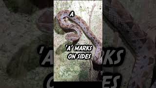 ID a FerDeLance Snake short [upl. by Cherida]