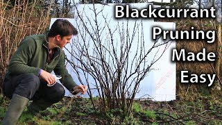 Prune your Blackcurrants in No Time with the 3Step Method [upl. by Fanchie]