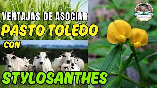 Ventajas de asociar pasto TOLEDO con STYLOSANTHES ganaderoscolombia ganaderiacolombiana [upl. by Dominica]