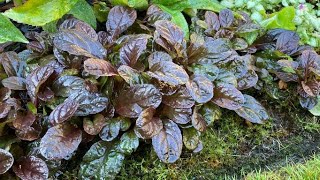 quotBlue Buglequot Ajuga Reptans  Self Propagated After Deadhead  August [upl. by Idaline]