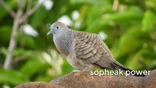 The dove Mourning Dove Song Coo Call Sounds birdsofparadise [upl. by Simpson]