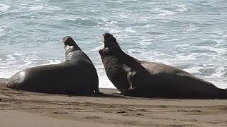 Fight between Bull Elephant Seals San Simeon 13019 [upl. by Stutzman]