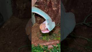 Blue Insularis Viper Injecting Venom to a Reptilink reptiles venomoussnake [upl. by Luhar492]