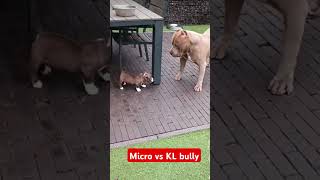 Micro vs XP bully [upl. by Yaner434]