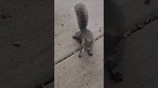 Pugsy cutest little baby squirrel squirrelwatching squirrelvideo cute wildlife nature [upl. by Stacey]