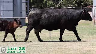 Lot 28 ZMJPL016 VC Simmentals Online Herd Reduction Sale 2024 [upl. by Utica224]