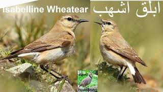 صوت ابلق اشهب صحراوي مهاجر song call isabelline wheatear [upl. by Amadus]